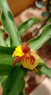 Insulin Plant Seeds for Easy Planting