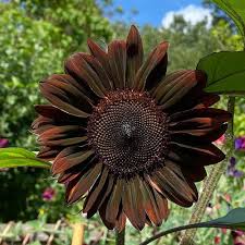 Black Giant Sunflower Seeds for Garden Planting