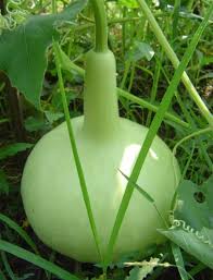 Dipper Pumpkin Seeds for Planting  Grow Your Own Pumpkins