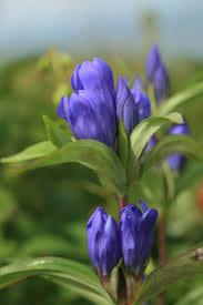 Blue Gentiana Triflora Seeds for Vibrant Planting