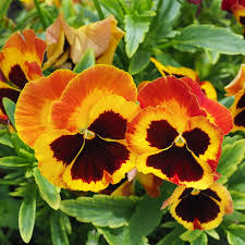 Orange Violet Pansy Flower seeds for Planting - Compact Growth, Heirloom & GMO Free Seeds for Home Garden