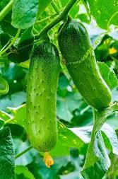 Cucumber Planting Seeds  Perfect for Home Gardening