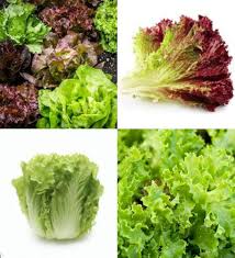 Lettuce Mix Seeds for Indoor Planting