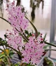Baby Pink Ascocentrum Ampullaceum Seeds for Planting