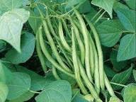 Blue Lake Pole Bean Seeds for Planting