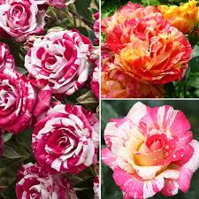 Rose Seeds Collection for Planting | Mixed Varieties