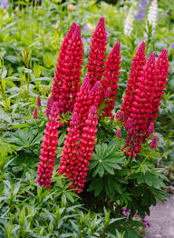 Planting Red Lupine Seeds  Vibrant Flower Seeds