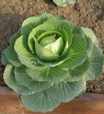 Collard Green Vegetable Seeds for Gardeners