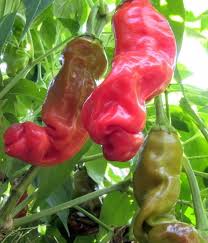 Hot Peter Pepper Vegetable Seeds for Garden Planting