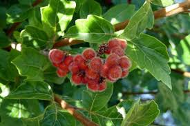Red Rhus Aromatica Flower seeds for Planting - Cottage Garden Essential, Heirloom & GMO Free Seeds for Home Garden