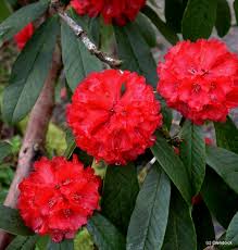 Red Rhododendron Barbatum Flower Planting