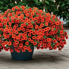 Orange Calibrachoa Flower seeds for Planting - Hardy Variety, Heirloom & GMO Free Seeds for Home Garden