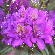 Violet Rhododendron Flower Seeds – Premium Quality Heirloom & NonGMO Seeds for Home Garden
 
 Sale