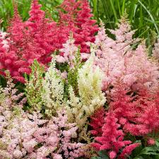 Mixed Astilbe Flower Seeds for Planting