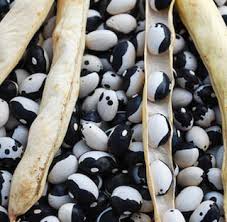 Black & White Troot Bean Vegetable Planting Seeds