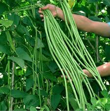 Green Dixie Lee Vegetable Planting Seeds