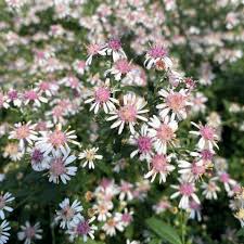Pink White Lateriflorus Flower Seed for Plantings for Planting for Beautiful Garden Planting Heirloom Non-GMO Seeds