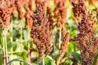 Planting White Sorghum  Seed for Thriving Growth in Your Garden
