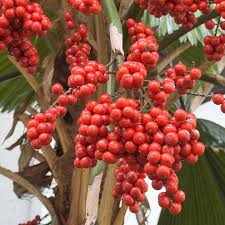 Vanuatu Palm Tree Seeds: Grow Your Own Tropical Paradise  Essential Planting Instructions