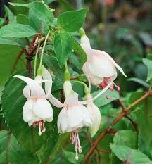 Fuchsia Flower Seeds for Planting - Green & White Variety