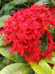 Coccinea Flower seeds for Planting - Low Maintenance, Heirloom & GMO Free Seeds for Home Garden