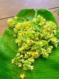 Telosma Cordata Flower Seeds for Planting - Premium Seeds for Vibrant Blooms