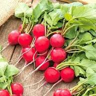 Red Turnip Seeds for Your Vegetable Garden