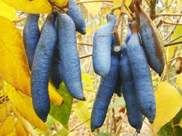 Blue Sausage Fruit Seeds for Planting  Premium Quality