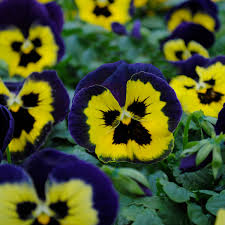 Wavy Viola Tricolor Flower Seeds: Vibrant Blossoms for a Colorful Garden Display