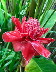 Iridescent Red Torch Ginger Flower Seeds for Easy Planting
