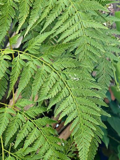 Rabbit's Foot Fern Seeds  Davallia Denticulata for Easy Planting