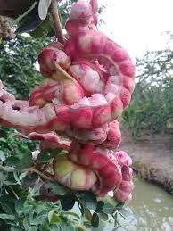Guamuchil Tree Seeds for Easy Planting