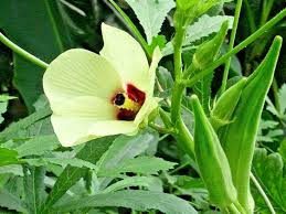 Okra Vegetable Seeds for Easy Planting