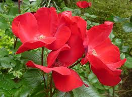 Red Rugrose Rose Flower Planting Seeds