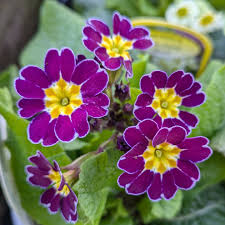 Violet Primrose Seeds for Planting: Brighten Your Landscape