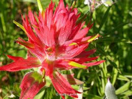 Red Castilleja Flower seeds for Planting - Shade Tolerant, Heirloom & GMO Free Seeds for Home Garden