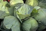 Collard Greens Seeds for Planting