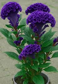 Cockscomb Blue Flower Seeds for Planting  Vibrant Annual Blooms