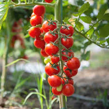 Red Bonsai Tomato Planting Seeds for Home Gardens