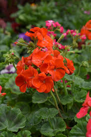 Light Red Univalve Geranium Flower Seeds for Planting Drought Tolerant Heirloom & GMO Free Seeds for Home Garden
 
 Sale