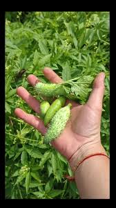 Cyclanthera Seeds for Easy Vegetable Planting