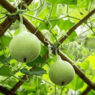 Lagenaria Siceraria Seeds for Planting - Ideal Vegetable Seeds for Your Garden