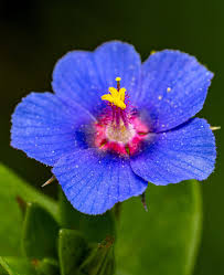 Blue Pimpernel Anagallis Flower seeds for Planting - Wildflower Mix, Heirloom & GMO Free Seeds for Home Garden