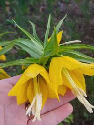 Yellow Imperial Wang Fritillaria Flower Seeds for Planting Cut Flower Favorite Heirloom & GMO Free Seeds for Home Garden
 
 Sale