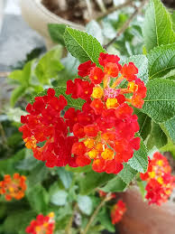 Wandelrose Flower Seeds Planting Guide