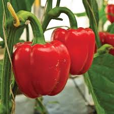 Sweet Pepper Seeds for Planting  Vibrant Vegetables for Your Garden