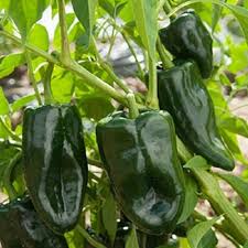 Green Poblano Vegetable Seeds for Planting