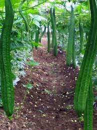 Acutangula Seeds for Planting - Grow Fresh Vegetables