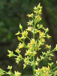 Yellow Hevea Brasiliensis Flower Seeds for Planting