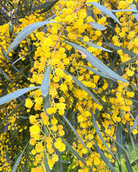 Mixed Acacia Perennial Flower Seeds for Planting Compact Growth Heirloom & GMO Free Seeds for Home Garden
 
 Sale